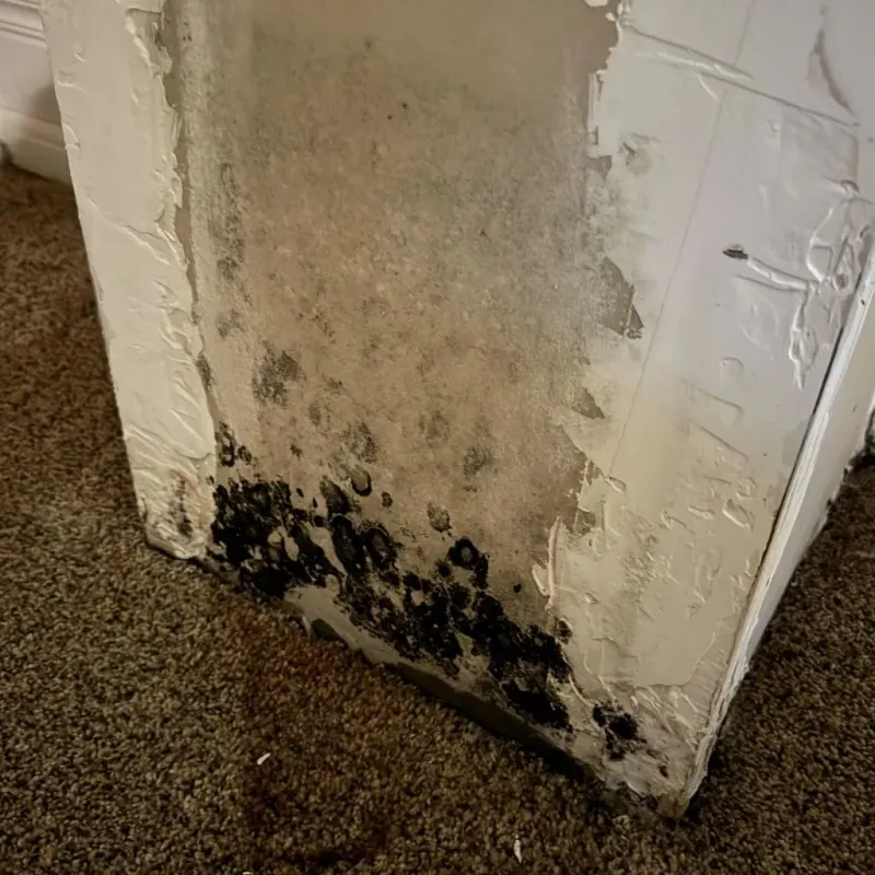 Professional Mold Removal in Jackson County, NC